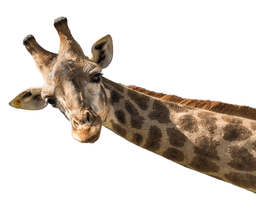 giraffa delion